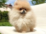 Teddy Face Pomeranian Boo Dişi Yavrularımız