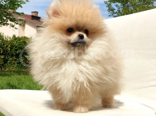 Teddy Face Pomeranian Boo Dişi Yavrularımız görsel