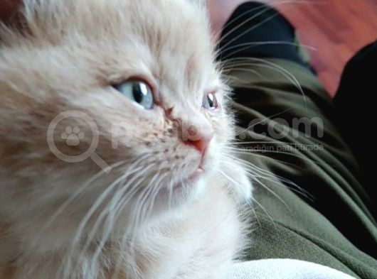 Tam Bir Pamuk 45 Günlük Dişi Akıllı Tuvalet Eğitimi Var görsel
