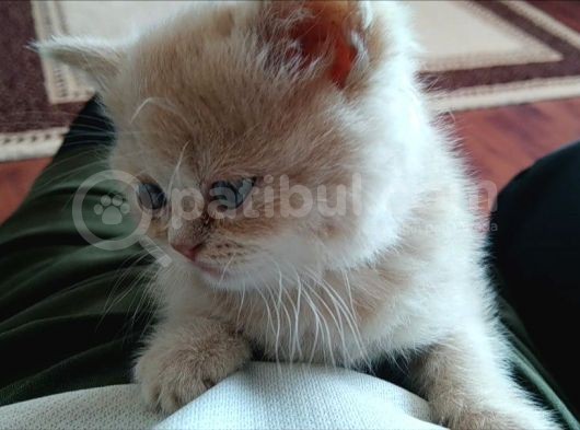Tam Bir Pamuk 45 Günlük Dişi Akıllı Tuvalet Eğitimi Var görsel