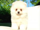 Orijinal Pomeranian Boo Yavrularımız