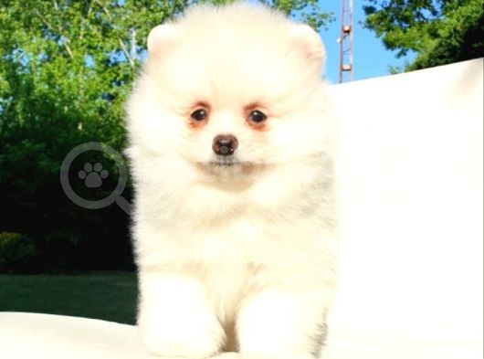 Orijinal Pomeranian Boo Yavrularımız görsel