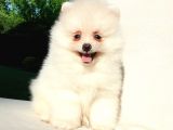 Orijinal Pomeranian Boo Yavrularımız