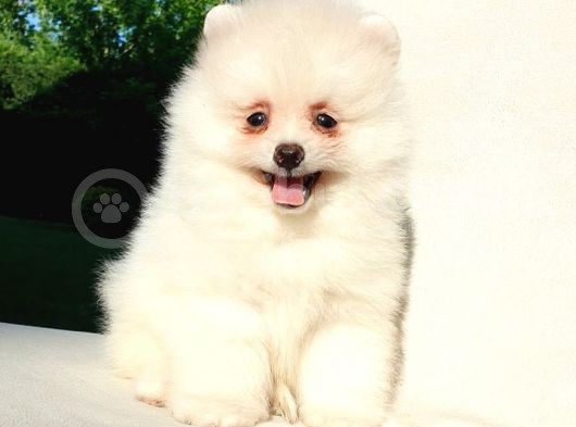 Orijinal Pomeranian Boo Yavrularımız görsel