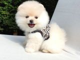 Teddy Face Pomeranian Boo Dişi Yavrularımız