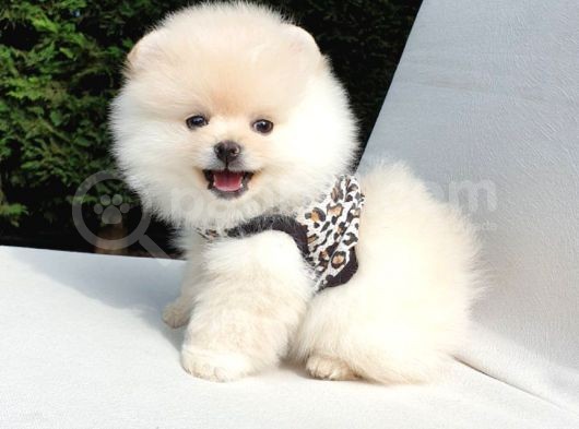 Teddy Face Pomeranian Boo Dişi Yavrularımız görsel