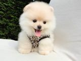 Teddy Face Pomeranian Boo Dişi Yavrularımız