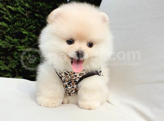 Teddy Face Pomeranian Boo Dişi Yavrularımız görsel