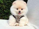 Teddy Face Pomeranian Boo Dişi Yavrularımız