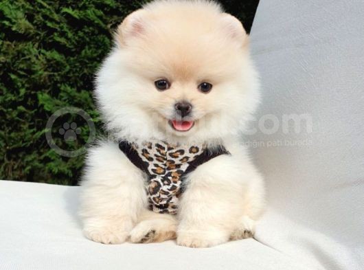Teddy Face Pomeranian Boo Dişi Yavrularımız görsel
