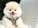 Teddy Face Pomeranian Boo Dişi Yavrularımız