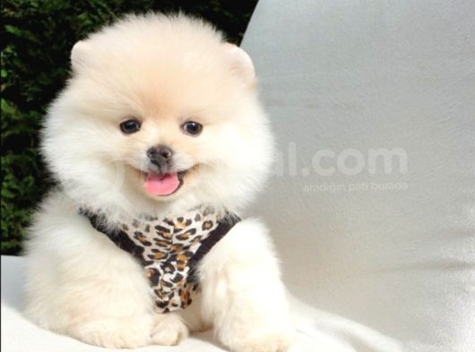Teddy Face Pomeranian Boo Dişi Yavrularımız