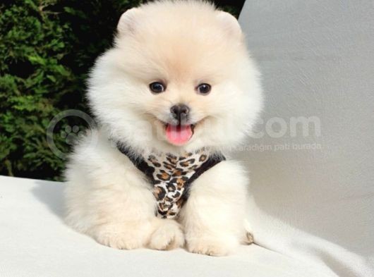 Teddy Face Pomeranian Boo Dişi Yavrularımız görsel