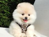 Teddy Face Pomeranian Boo Dişi Yavrularımız
