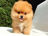 Orijinal Pomeranian Boo Yavrularımız