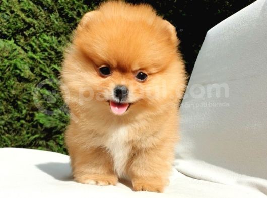 Orijinal Pomeranian Boo Yavrularımız görsel