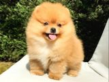 Orijinal Pomeranian Boo Yavrularımız