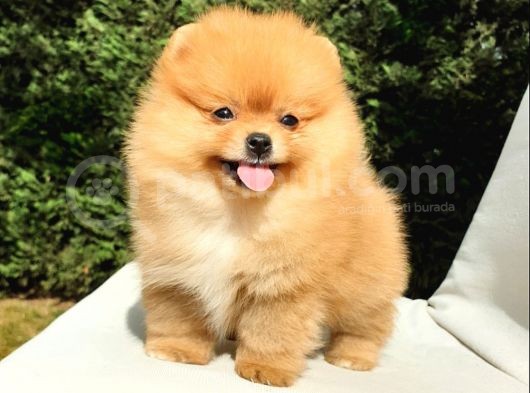 Orijinal Pomeranian Boo Yavrularımız görsel