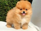 Orijinal Pomeranian Boo Yavrularımız