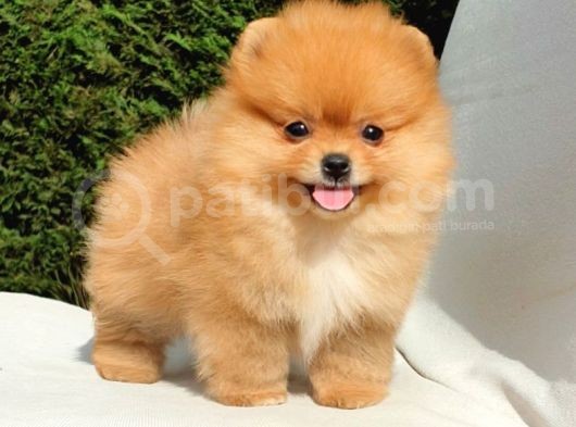 Orijinal Pomeranian Boo Yavrularımız