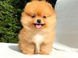 Orijinal Pomeranian Boo Yavrularımız