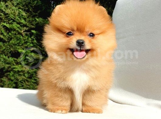 Orijinal Pomeranian Boo Yavrularımız görsel