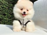Orijinal Pomeranian Boo Yavrularımız