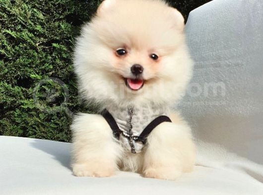 Orijinal Pomeranian Boo Yavrularımız görsel