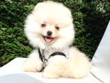 Orijinal Pomeranian Boo Yavrularımız