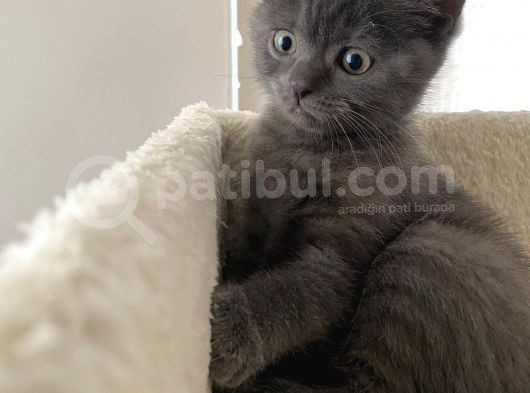 Safkan Bri̇ti̇sh Yavrularımız Tesli̇me Hazır