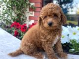 Bebek Surat Toy Poodle Yavrular Wc Eği̇ti̇mli̇