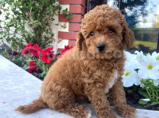 Bebek Surat Toy Poodle Yavrular Wc Eği̇ti̇mli̇