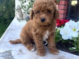 Bebek Surat Toy Poodle Yavrular Wc Eği̇ti̇mli̇