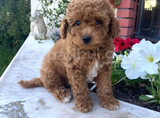 Bebek Surat Toy Poodle Yavrular Wc Eği̇ti̇mli̇ görsel