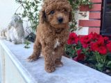 Bebek Surat Toy Poodle Yavrular Wc Eği̇ti̇mli̇