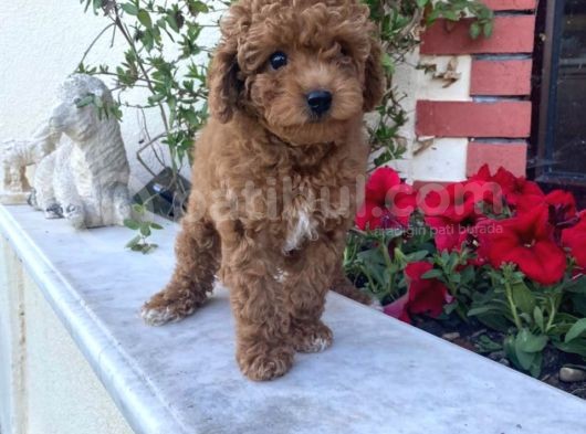 Bebek Surat Toy Poodle Yavrular Wc Eği̇ti̇mli̇ görsel