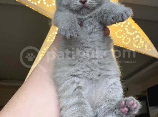 Lilac British görsel
