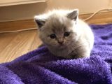 Lilac British