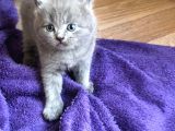 Lilac British