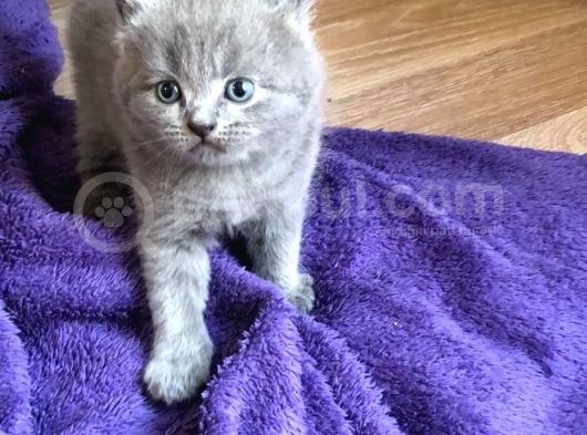 Lilac British görsel