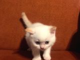 Red Point Beyaz Erkek
