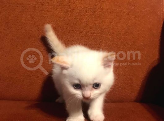 Red Point Beyaz Erkek görsel