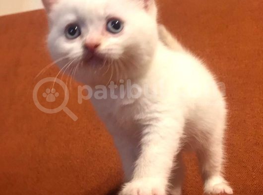 Red Point Beyaz Erkek görsel