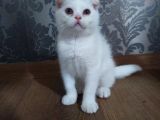 Beyaz Scottish Fold Kedi