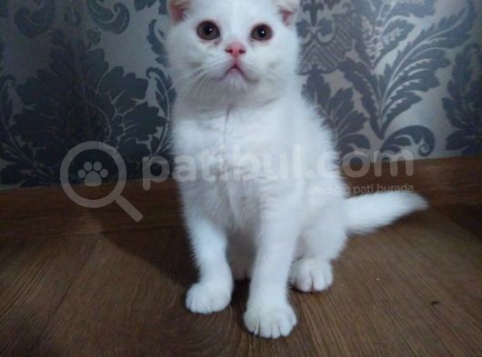 Beyaz Scottish Fold Kedi görsel