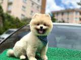 Yakışıklı Pomerai̇nan Boo