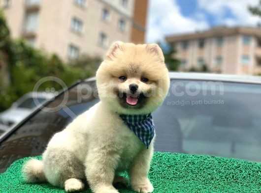 Yakışıklı Pomerai̇nan Boo görsel
