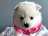Pomeranian Spitz Yavruları