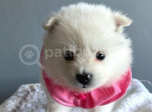 Pomeranian Spitz Yavruları görsel