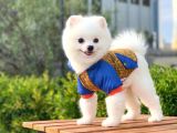 Yakışıklı Pomeranian Boo